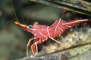 Durban hinge-beak shrimp. by Mehmet Salih Bilal 